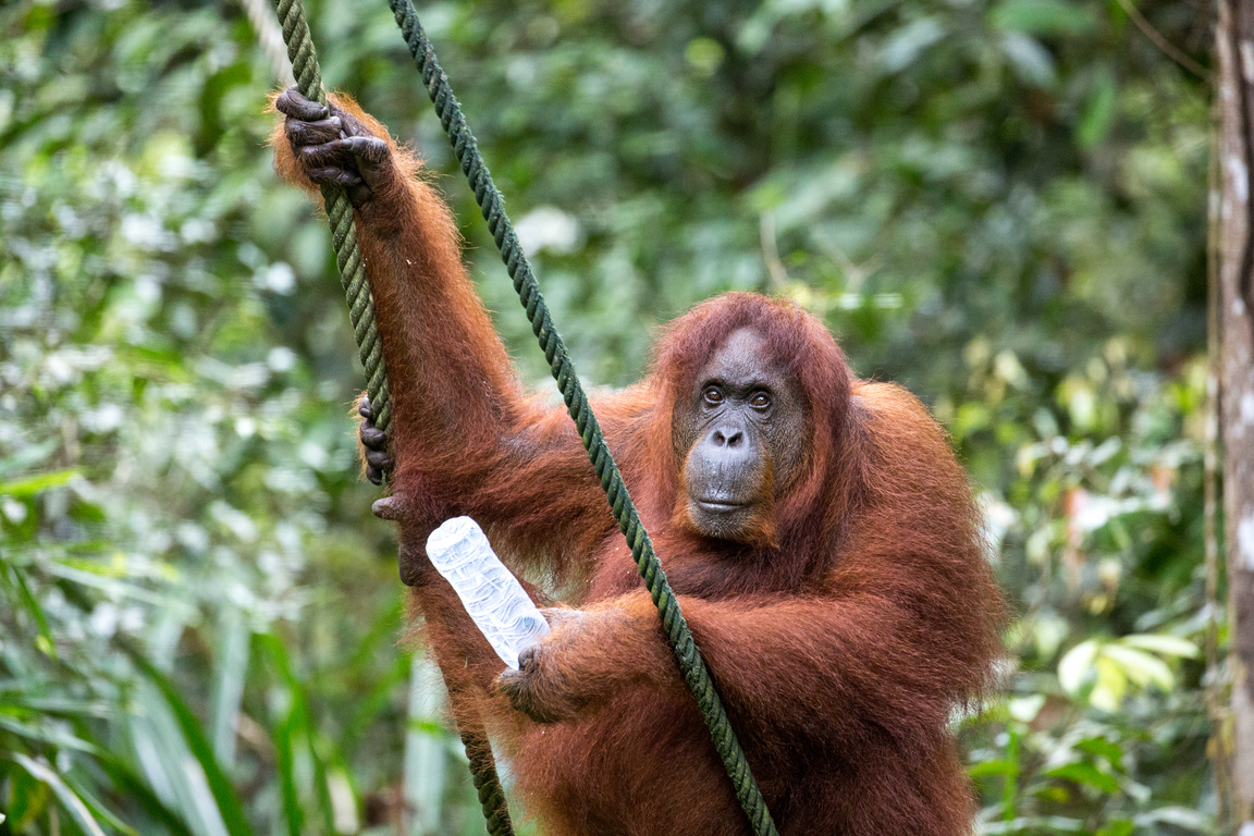 Malaysia: Orangutan